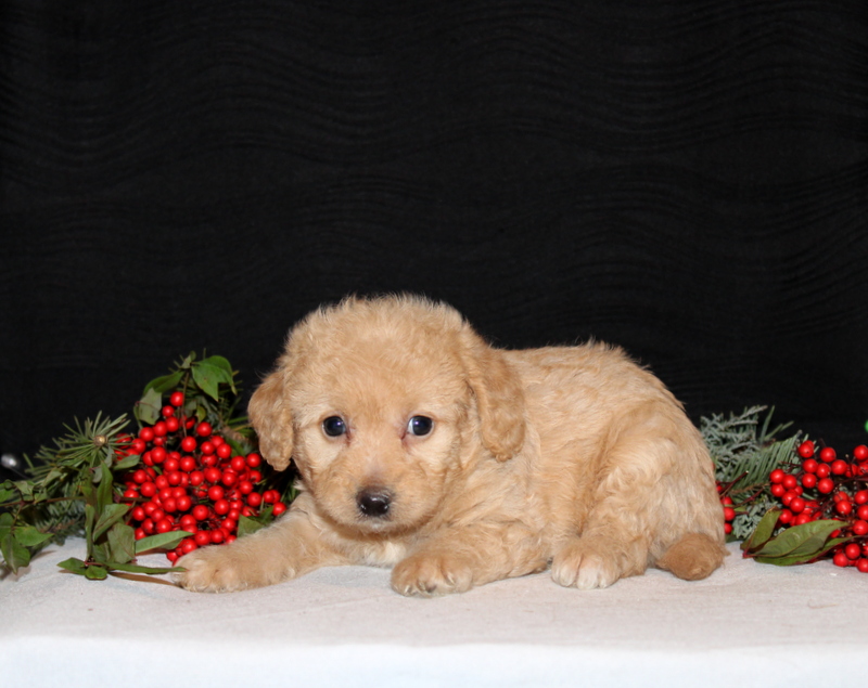 puppy, for, sale, Morki-Poo, Matthew B. Stoltzfus, dog, breeder, Gap, PA, dog-breeder, puppy-for-sale, forsale, nearby, find, puppyfind, locator, puppylocator, aca